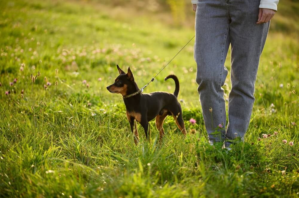 Imagem de um homem passeando em um gramado com um cachorro de porte pequeno e pelagem preta.